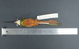 Image of Rufous-tailed Jacamar