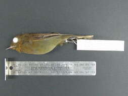 Image of Brown-winged Schiffornis