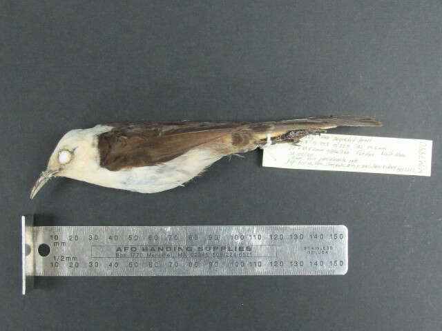 Image of White-headed Wren
