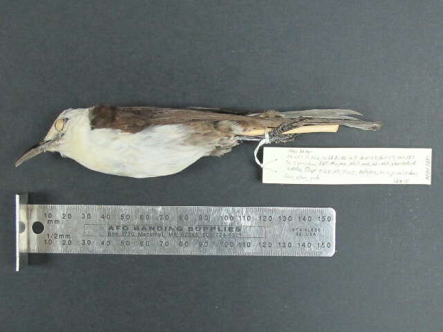 Image of White-headed Wren