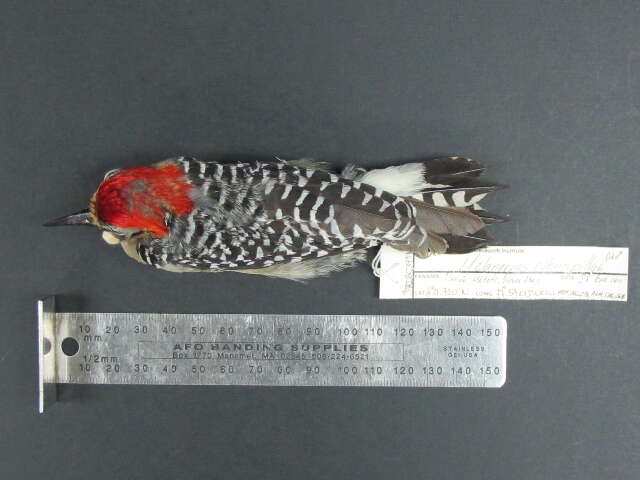 Image of Red-crowned Woodpecker