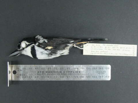 Image of Greater Pied Puffbird