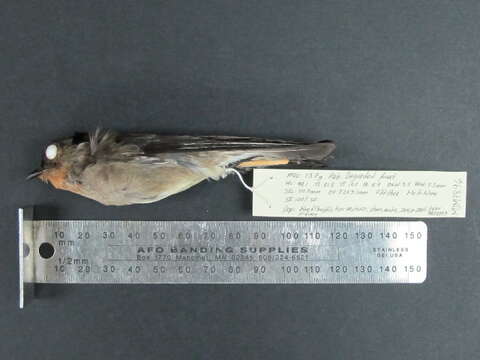 Image of Southern Rough-winged Swallow