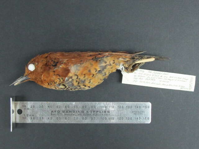 Image of Cinnamon Woodpecker