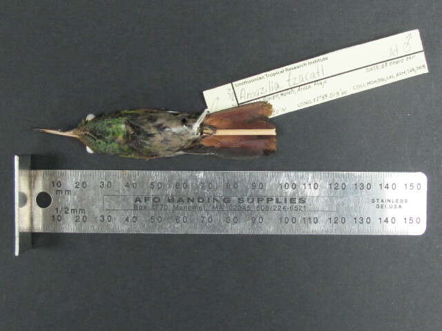 Image of Rufous-tailed Hummingbird