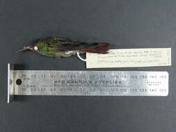 Image of Rufous-tailed Hummingbird