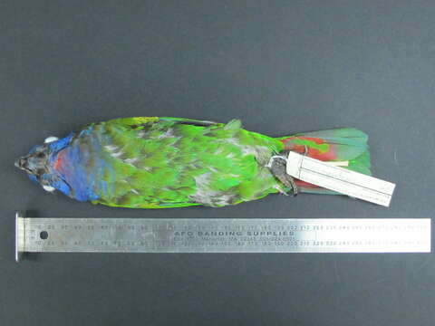 Image of Blue-headed Parrot