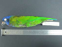 Image of Blue-headed Parrot
