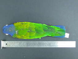 Image of Blue-headed Parrot