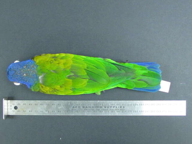 Image of Blue-headed Parrot