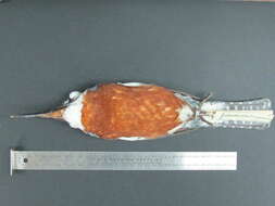 Image of Ringed Kingfisher