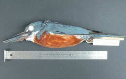 Image of Ringed Kingfisher