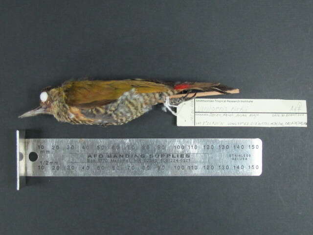 Image of Red-rumped Woodpecker