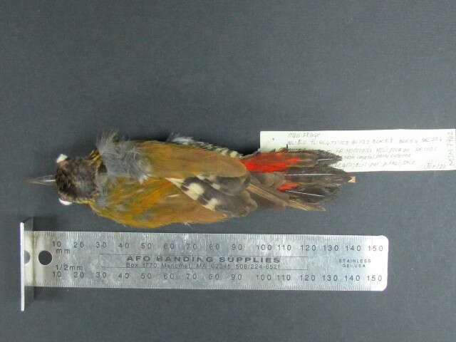 Image of Red-rumped Woodpecker