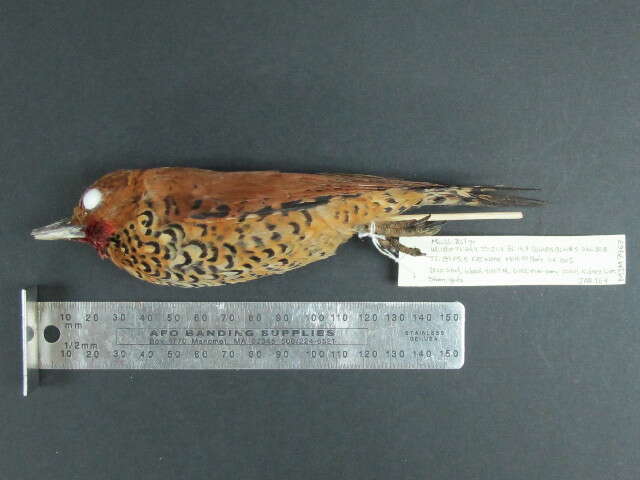 Image of Cinnamon Woodpecker