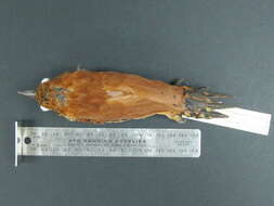 Image of Cinnamon Woodpecker