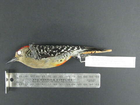 Image of Red-crowned Woodpecker