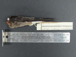 Image of Southern Rough-winged Swallow