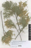 Image of tamarisk