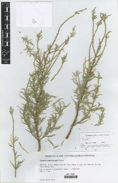 Image of tamarisk