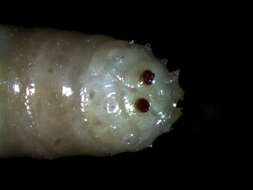 Image of Cabbage Maggot