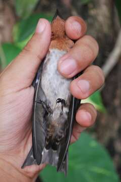 Image of Pacific Swallow