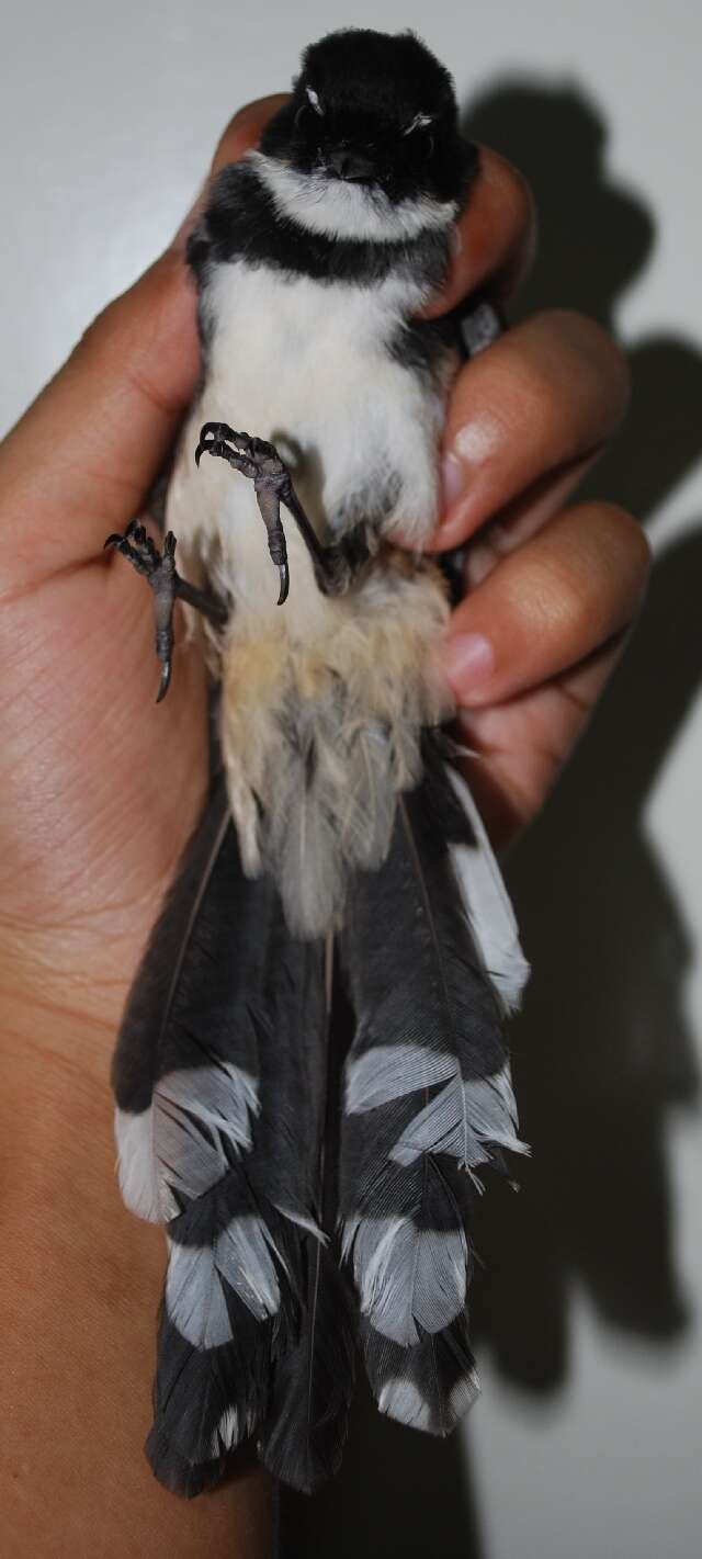 Image of Malaysian Pied Fantail