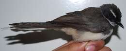 Image of Malaysian Pied Fantail