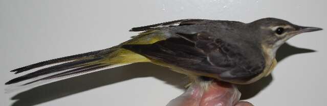 Image of Grey Wagtail