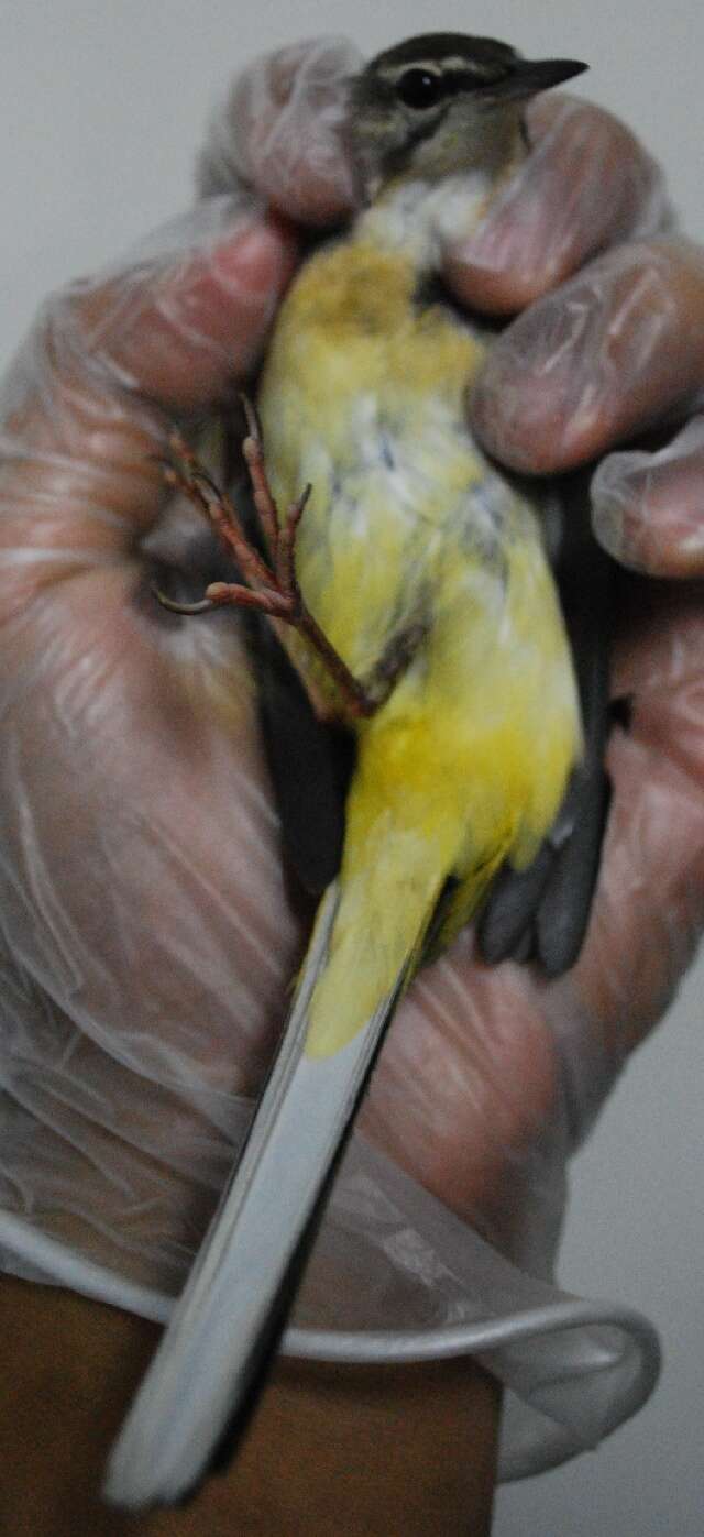 Image of Grey Wagtail