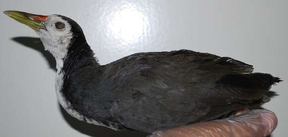 Image of White-breasted Waterhen