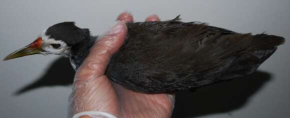 Image of White-breasted Waterhen