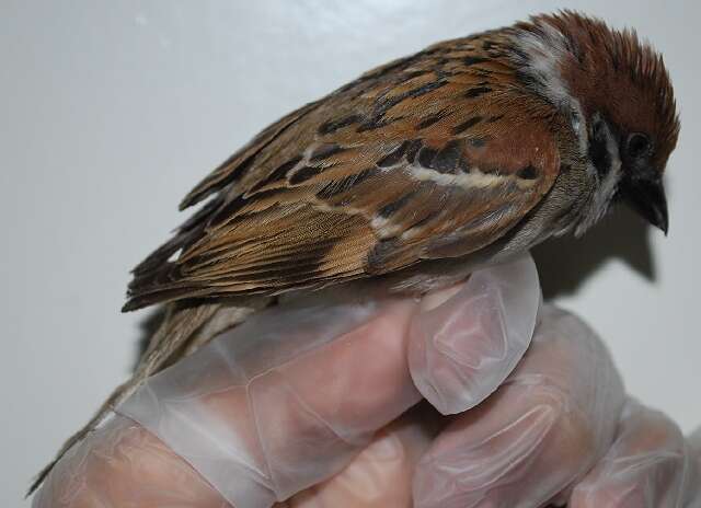 Image of Eurasian Tree Sparrow