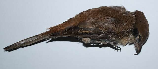 Image of Brown Shrike