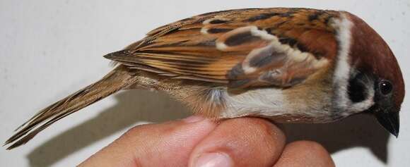 Image of Eurasian Tree Sparrow