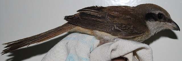 Image of Brown Shrike