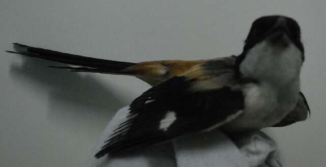 Image of Long-tailed Shrike