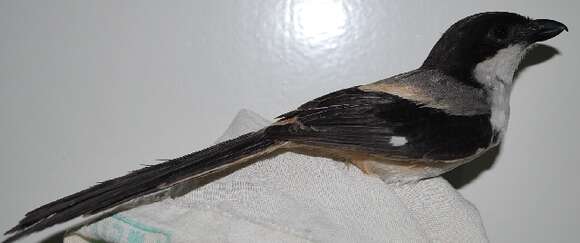 Image of Long-tailed Shrike