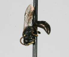 Image of Hylaeus mesillae (Cockerell 1896)