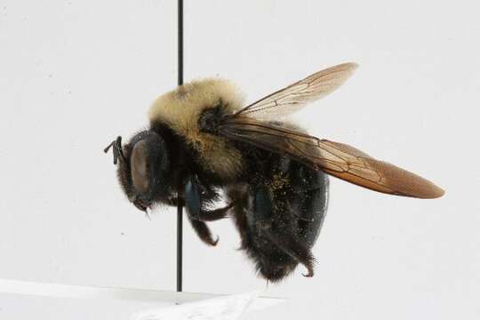 Image of Eastern Carpenter Bee