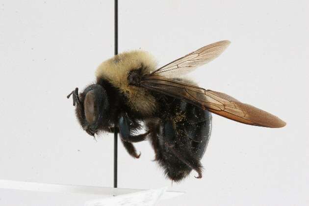 Plancia ëd Xylocopa virginica (Linnaeus 1771)