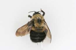 Image of Brown-belted Bumblebee