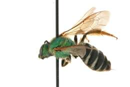 Image of Bicolored Agapostemon