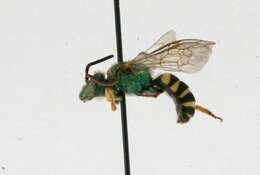 Image of Bicolored Agapostemon