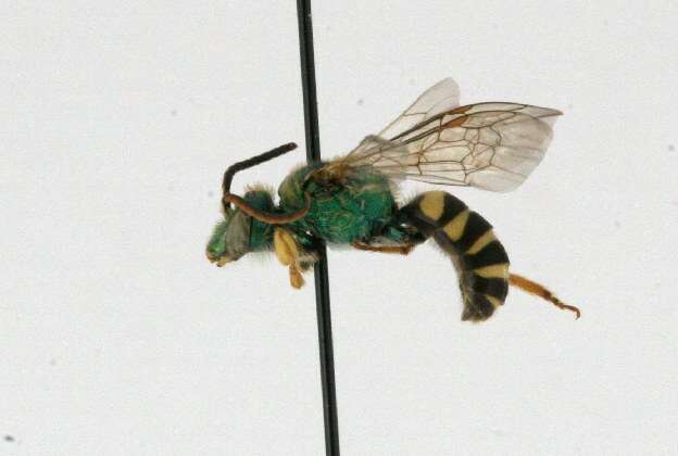 Image of Bicolored Agapostemon