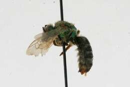 Image of Bicolored Agapostemon