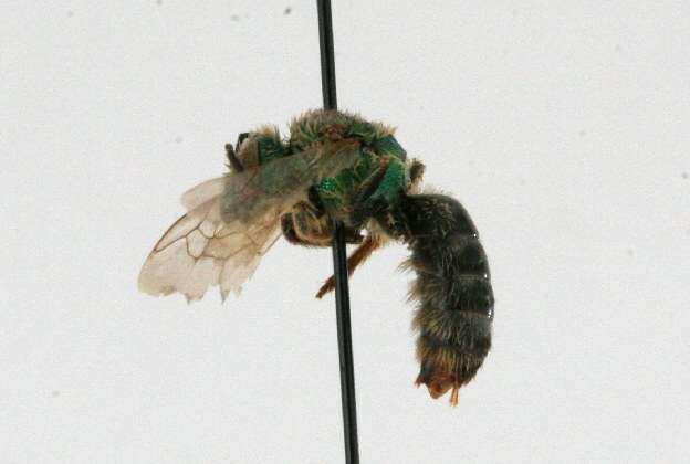 Image of Bicolored Agapostemon