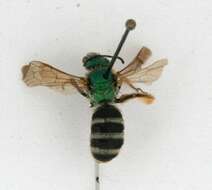 Image of Bicolored Agapostemon
