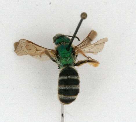 Image of Bicolored Agapostemon