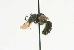 Halictus poeyi Lepeletier 1841的圖片